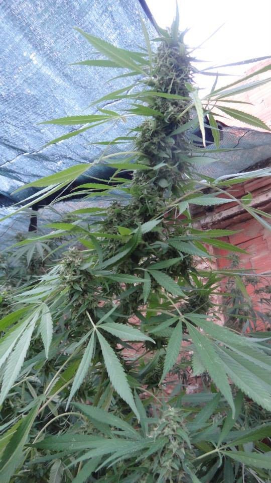 Ace Seeds - Bangi Haze (fem.)