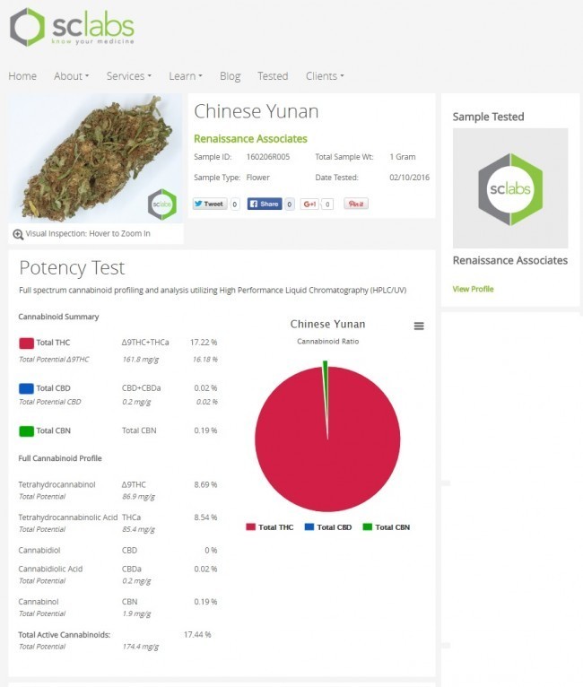 Ace Seeds - China Yunnan (fem.)