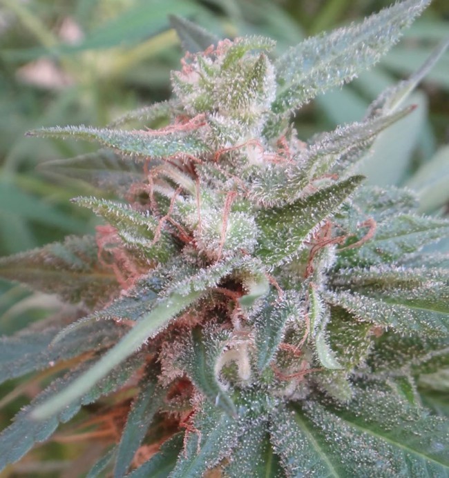 Ace Seeds - Kali China (fem.)