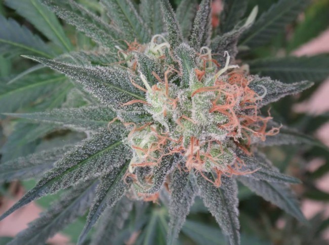 Ace Seeds - Kali China (fem.)