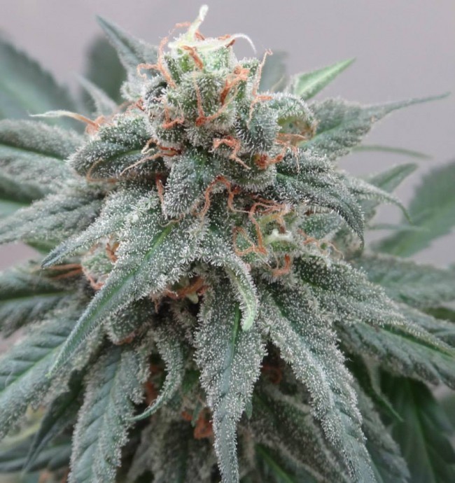 Ace Seeds - Kali China (fem.)