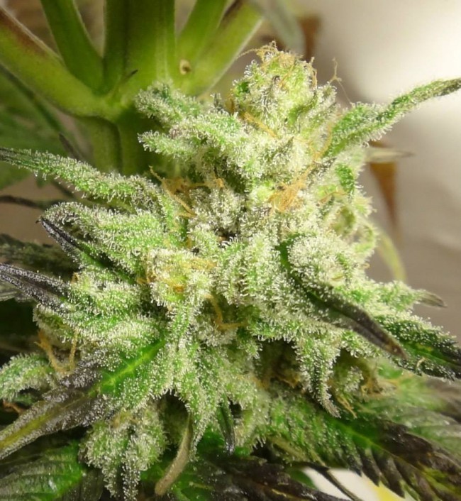 Ace Seeds - Kali China (fem.)