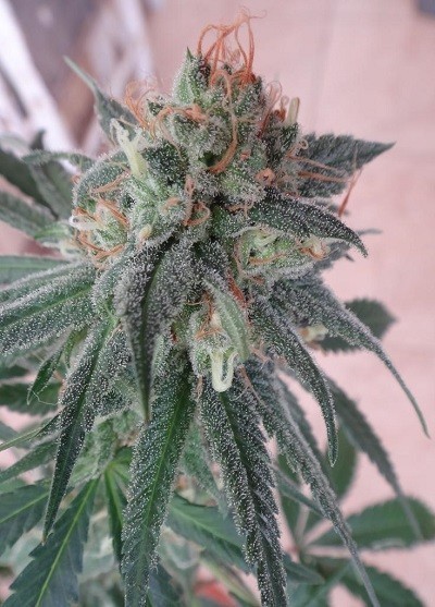 Ace Seeds - Kali China (fem.)