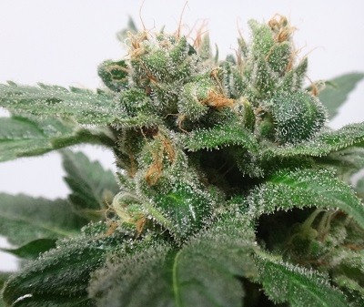 Ace Seeds - Kali China (fem.)