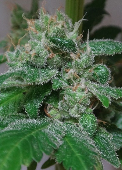 Ace Seeds - Kali China (fem.)