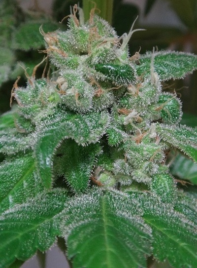 Ace Seeds - Kali China (fem.)