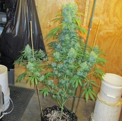 Ace Seeds - Kali China (fem.)