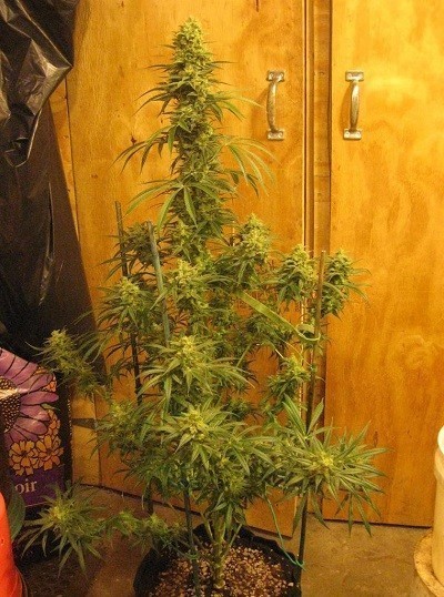Ace Seeds - Kali China (fem.)