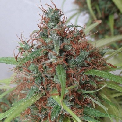 Ace Seeds - Honduras (reg.)