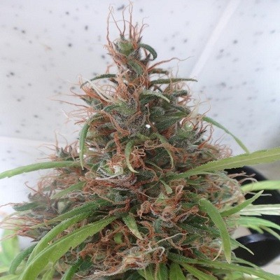 Ace Seeds - Honduras (reg.)