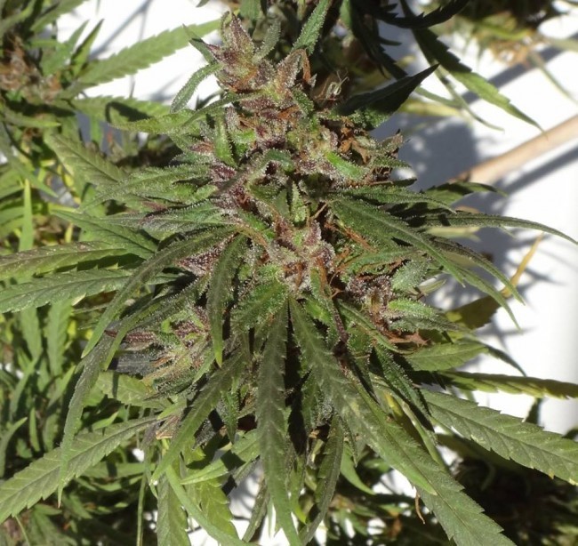 Ace Seeds - Honduras (reg.)