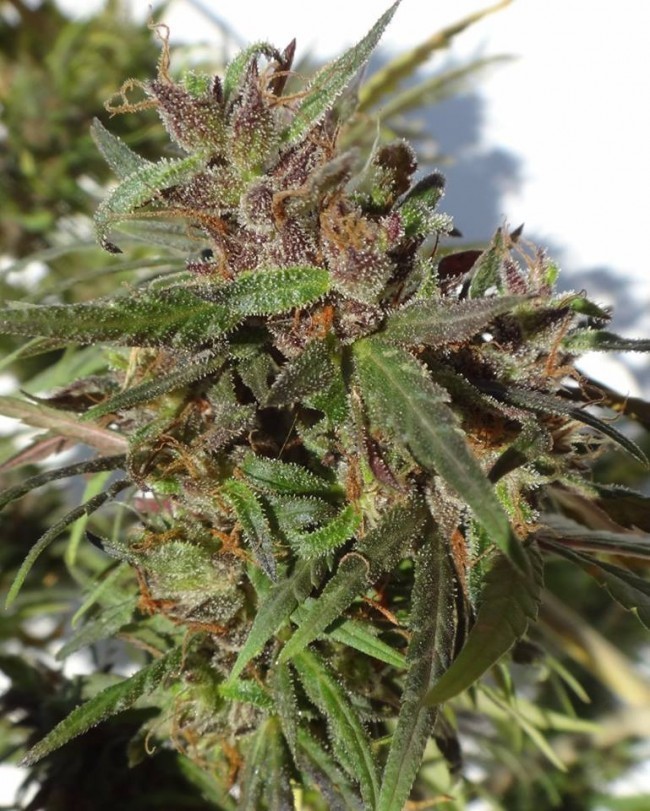 Ace Seeds - Honduras (reg.)