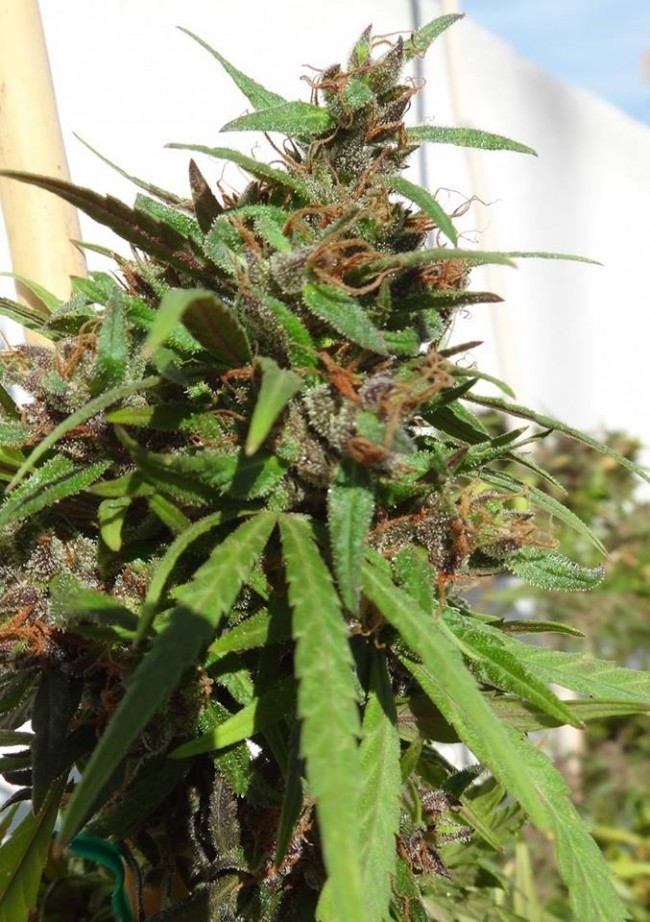 Ace Seeds - Honduras (reg.)
