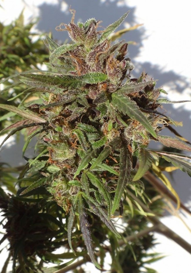 Ace Seeds - Honduras (reg.)