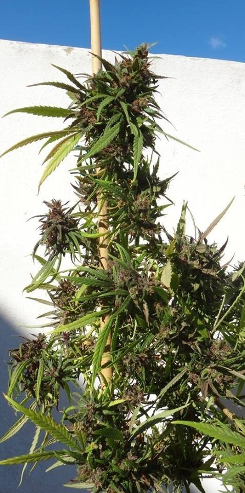 Ace Seeds - Honduras (reg.)