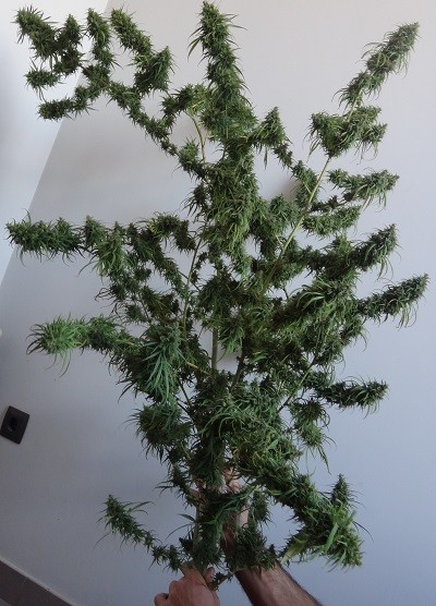 Ace Seeds - Ethiopia (reg.)