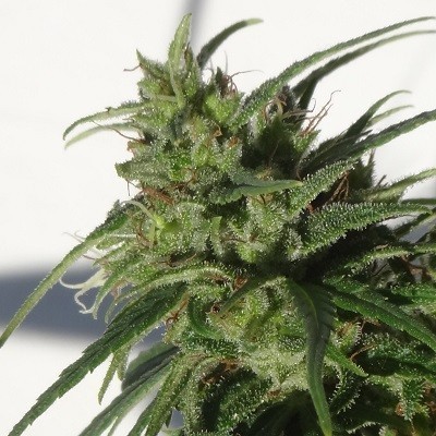 Ace Seeds - Ethiopia (reg.)