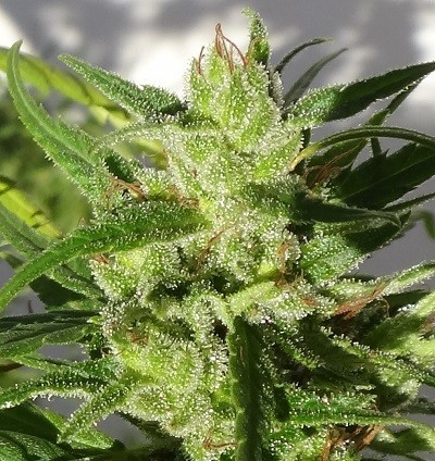Ace Seeds - Ethiopia (reg.)