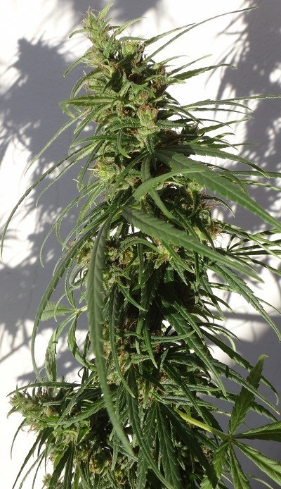Ace Seeds - Ethiopia (reg.)