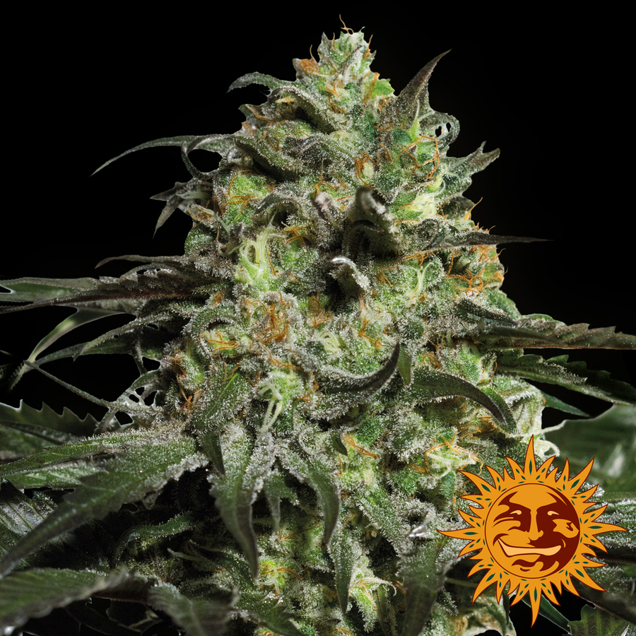 Barney's Farm - Peyote Cookies (fem.)
