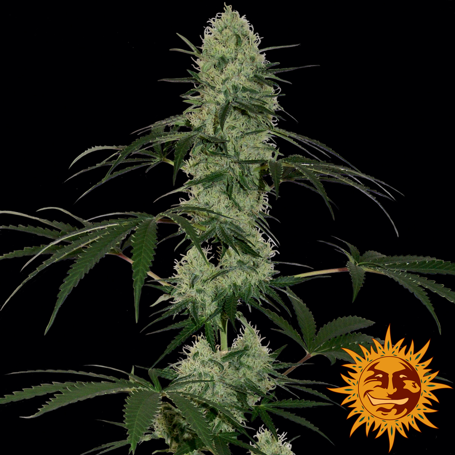Barney's Farm - Tangerine Dream Auto (auto/fem.)