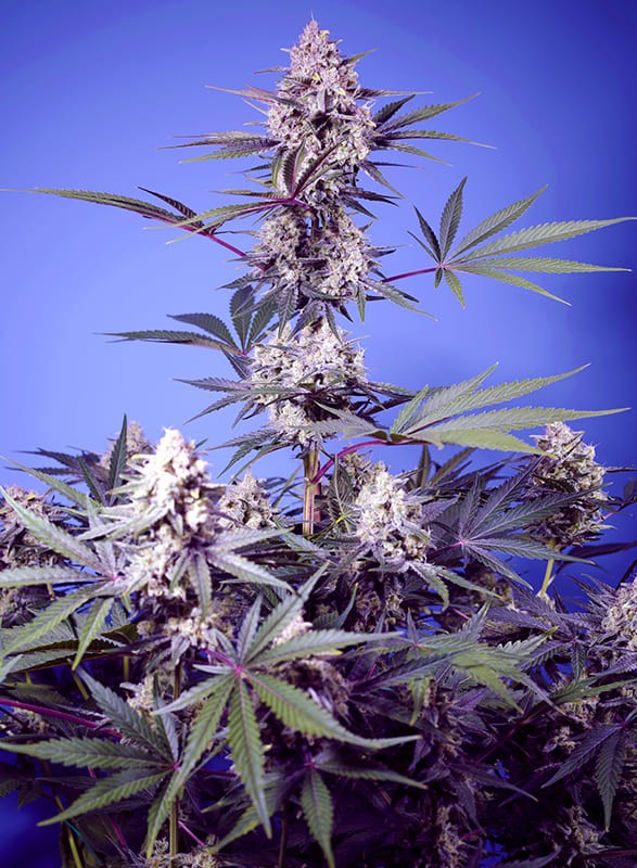 Sweet Seeds - Mental Rainbow F1 Fast Version (fem.) Sweet Seeds - Mental Rainbow F1 Fast Version (fem.)