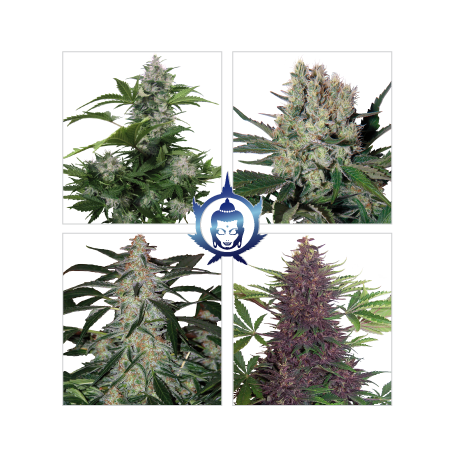 Buddha Seeds - Ассорти из семян конопли (auto/fem.)