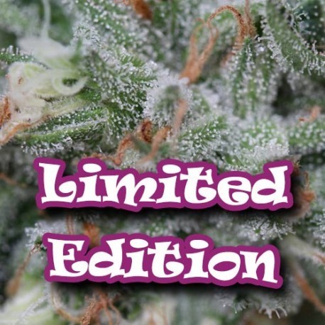 Dr. Underground - Sweet Diesel (fem.)