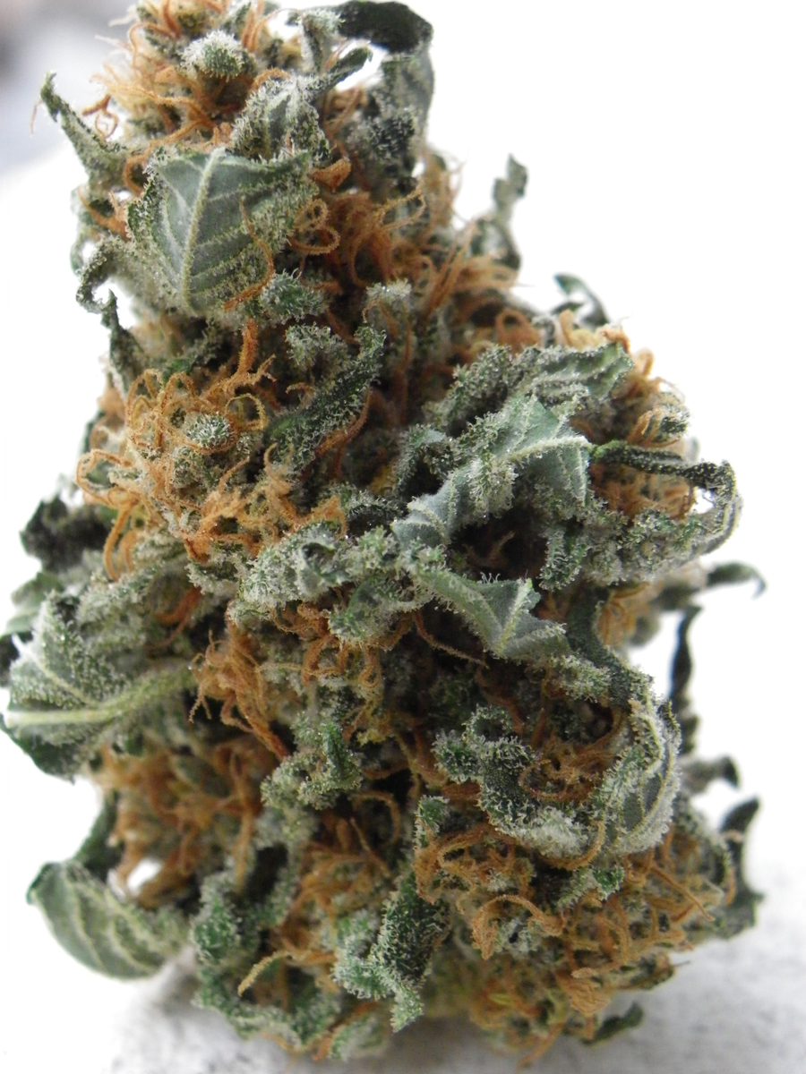 Dr. Underground - Black Jesus OG (fem.)