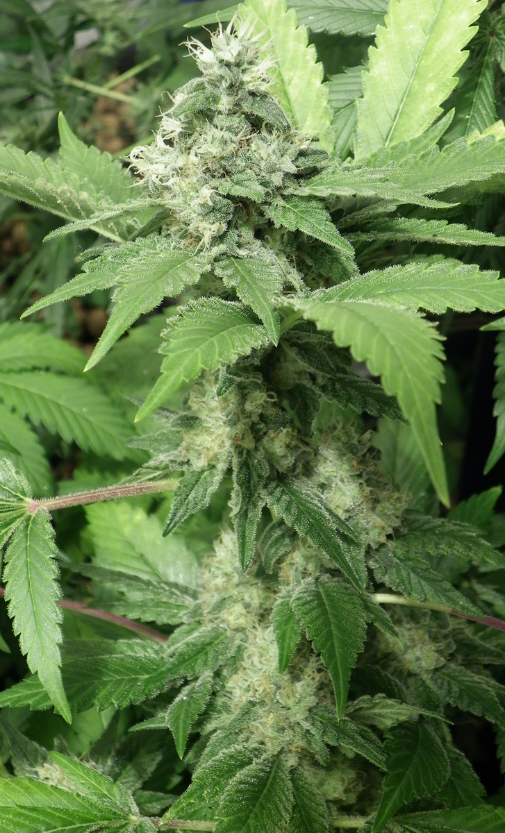Dr. Underground - Black Jesus OG (fem.)