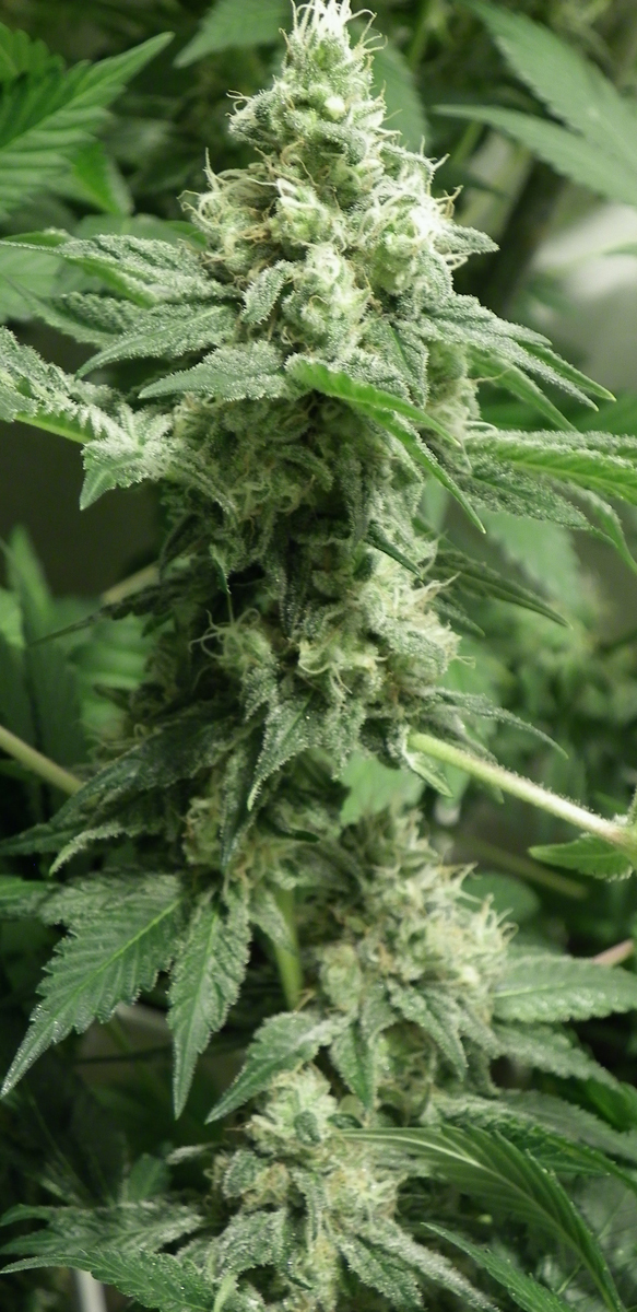 Dr. Underground - Black Jesus OG (fem.)