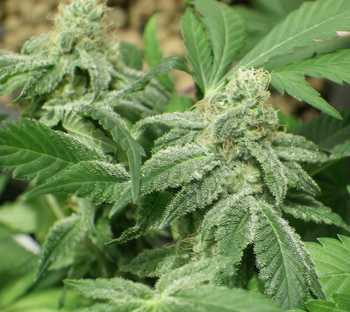 Dr. Underground - Black Jesus OG (fem.)