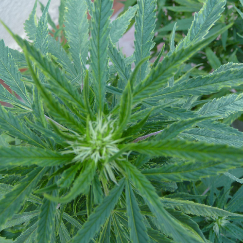 Prot-Eco - Copperprot (корректор дефицита меди для марихуаны и защита от вредных бактерий)