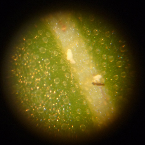 Prot-Eco - Copperprot (корректор дефицита меди для марихуаны и защита от вредных бактерий)