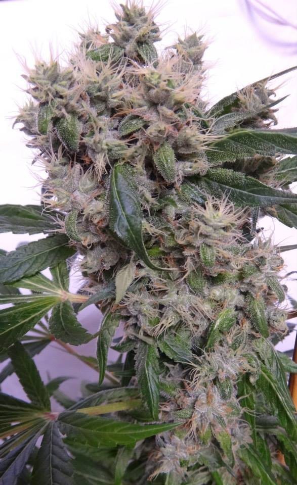 Ace Seeds - Bubba Hash (fem.)