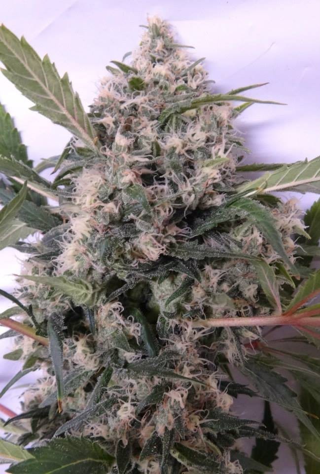 Ace Seeds - Bubba Hash (fem.)