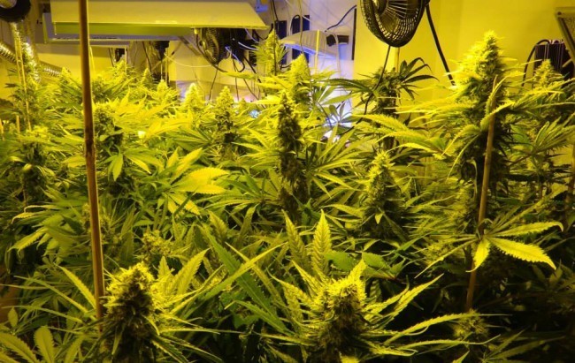 Ace Seeds - Bubba Hash (fem.)