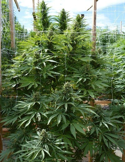 Ace Seeds - Bubba Hash (fem.)