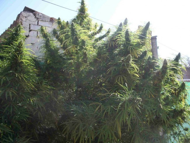 Ace Seeds - Golden Tiger (fem.)