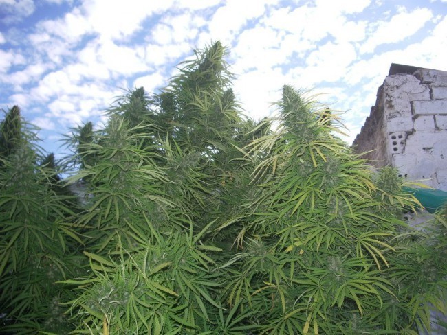 Ace Seeds - Golden Tiger (fem.)