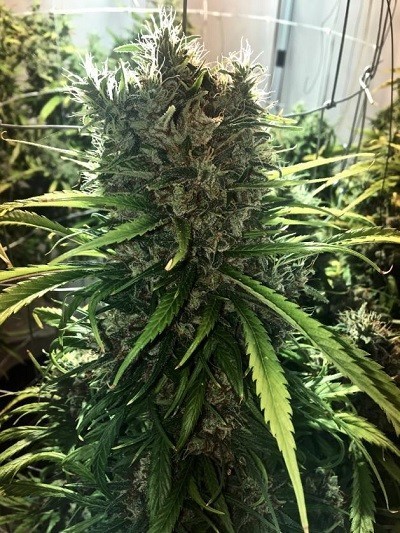 Ace Seeds - Golden Tiger (fem.)