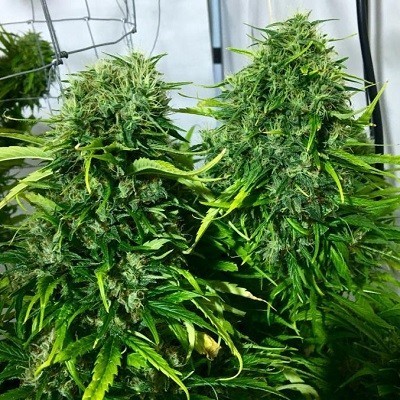 Ace Seeds - Golden Tiger (fem.)