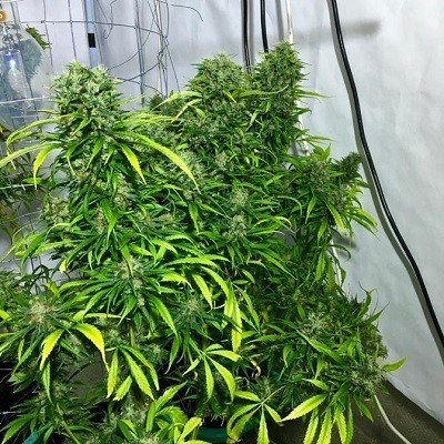 Ace Seeds - Golden Tiger (fem.)