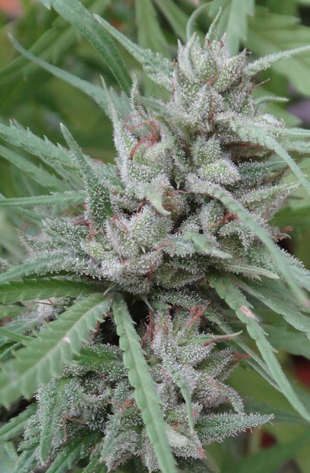 Ace Seeds - Golden Tiger (fem.)