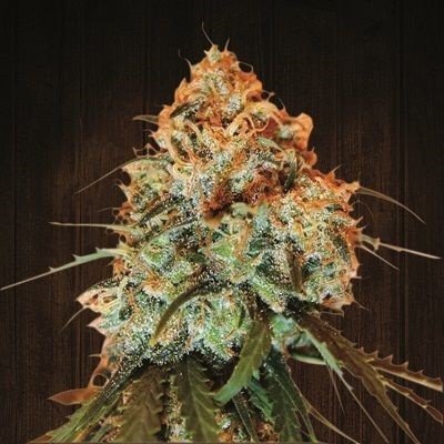 Ace Seeds - Golden Tiger (reg.) 02779