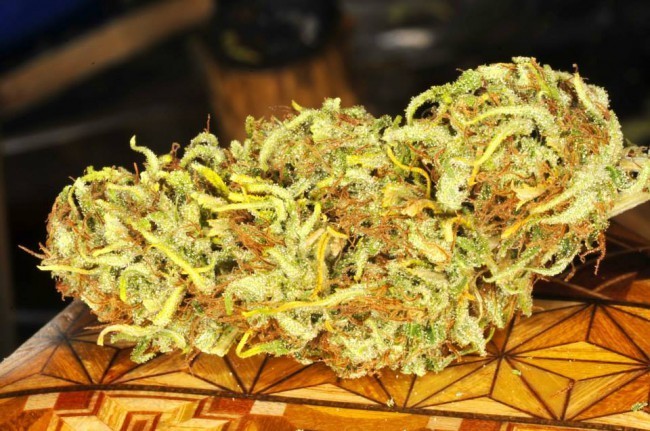 Ace Seeds - Golden Tiger (reg.)