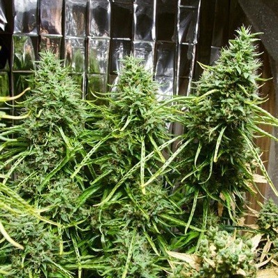 Ace Seeds - Golden Tiger (reg.)