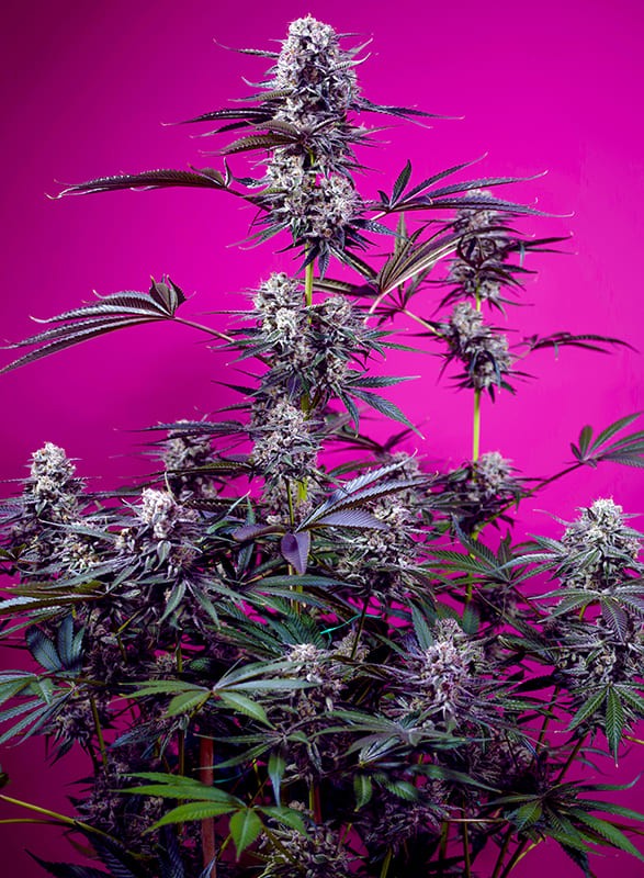 Sweet Seeds - Studio 54 Stardust Auto (auto/fem.) Sweet Seeds - Studio 54 Stardust Auto (auto/fem.)