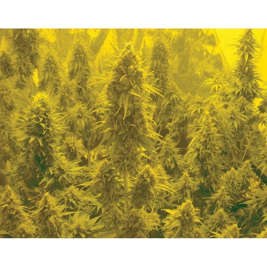 Biohazard Seeds - Auto Somachigun (auto/fem.)