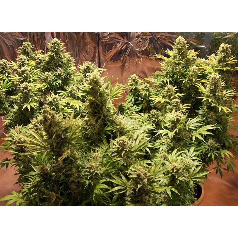 Biohazard Seeds - Auto Somachigun (auto/fem.)